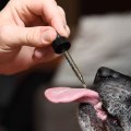 Can Too Much CBD Hurt a Dog? A Comprehensive Guide