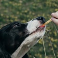 Does CBD Build Up in Dogs? An Expert's Guide