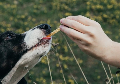 How Long Does CBD Stay in Your Dog's System?